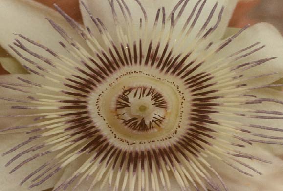 La Pasiflora y el pentágono